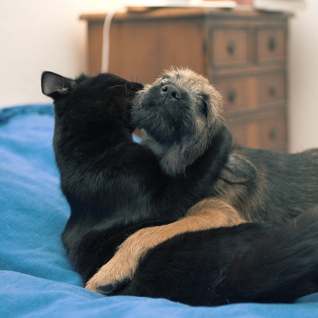 A cat and dog embracing on a bed