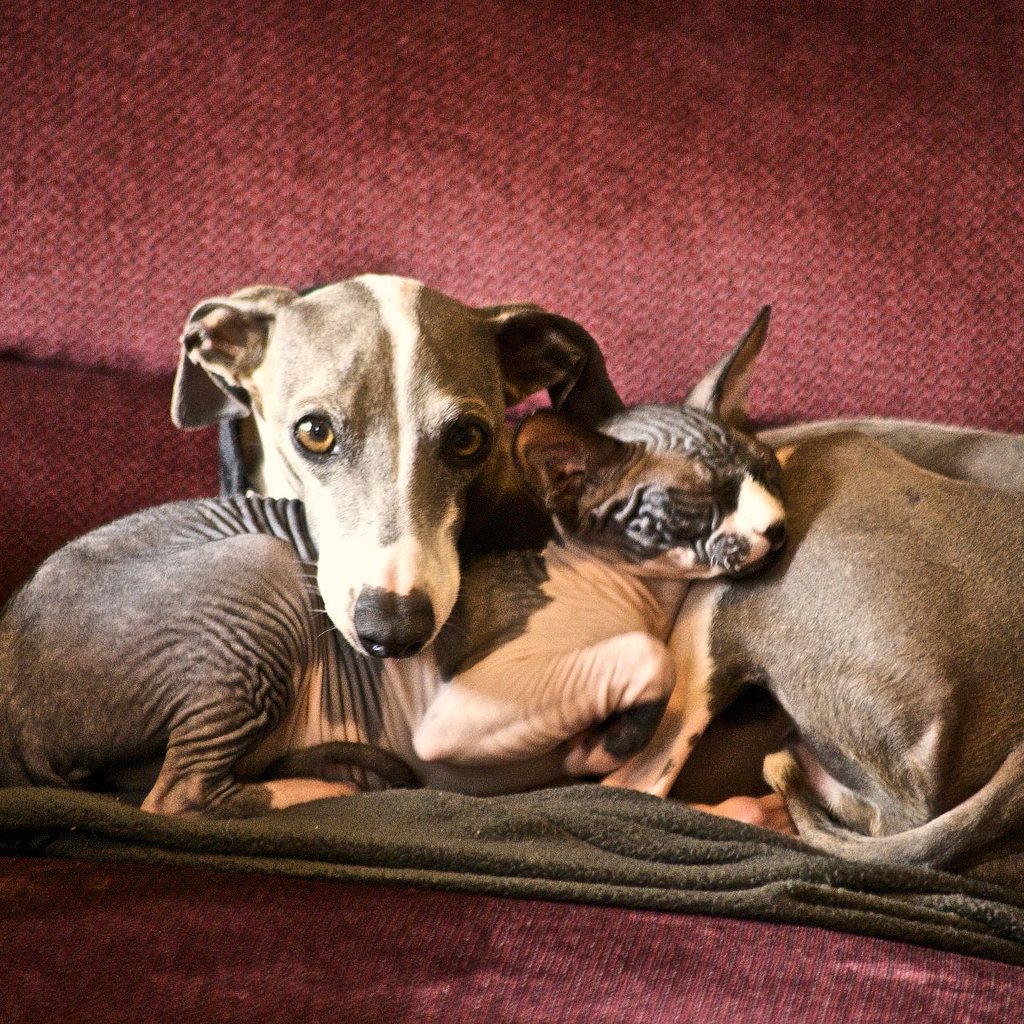 An Italian greyhound and Sphynx cat curled together