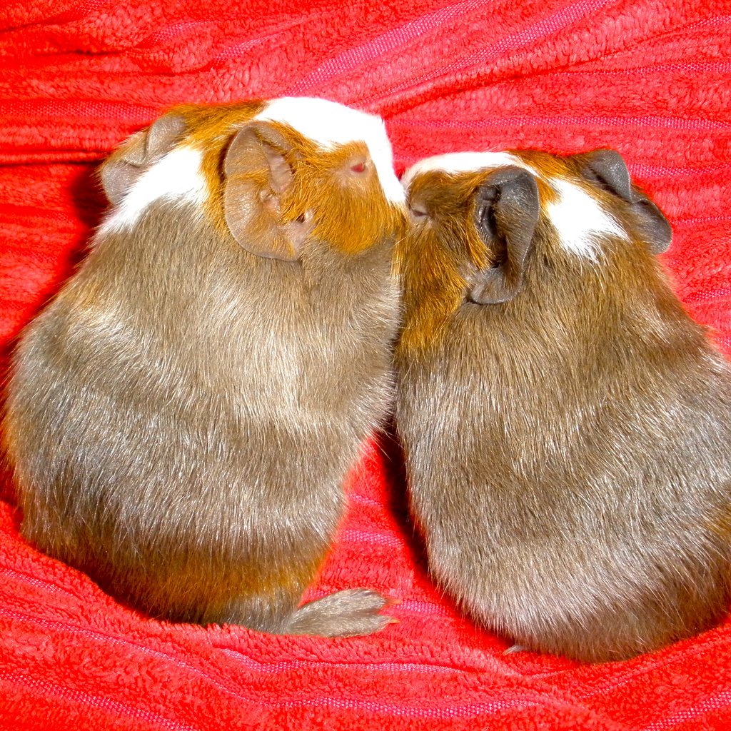 Two guinea pigs snuggled close together