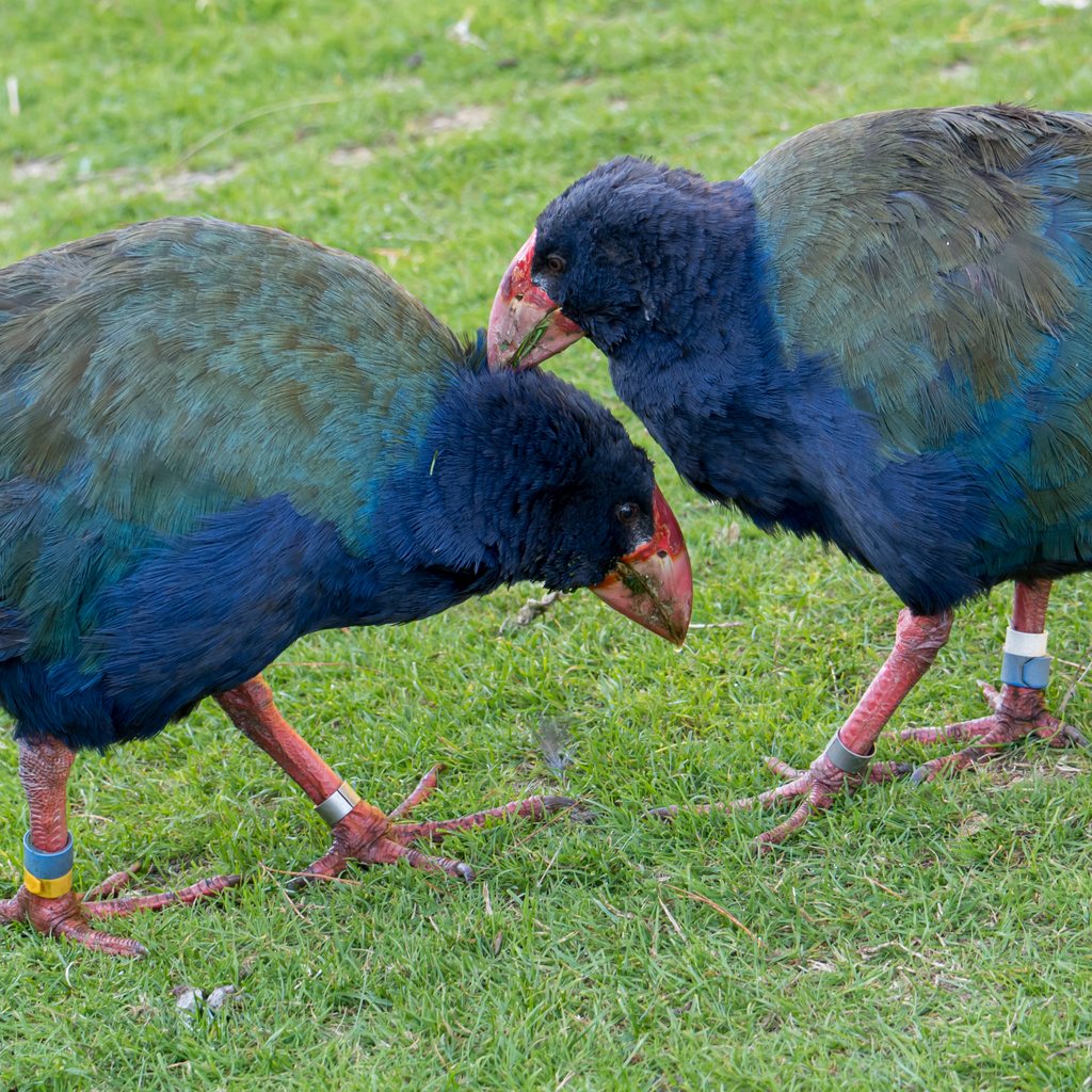 Two takahē grooming one another